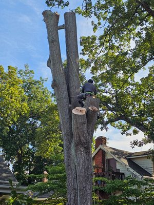 Professional Tree Removal and Pruning in Delaware by Green 4 Life